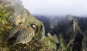 FIO convoca una nueva edicin de su concurso internacional de fotografa de aves